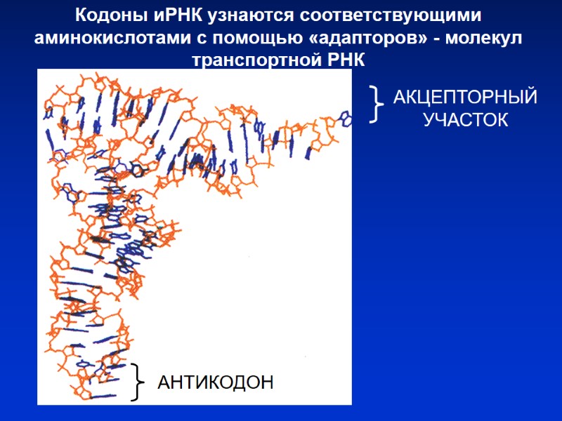 АКЦЕПТОРНЫЙ УЧАСТОК Кодоны иРНК узнаются соответствующими аминокислотами с помощью «адапторов» - молекул транспортной РНК АКЦЕПТОРНЫЙ УЧАСТОК Кодоны иРНК узнаются соответствующими аминокислотами с помощью «адапторов» - молекул транспортной РНК